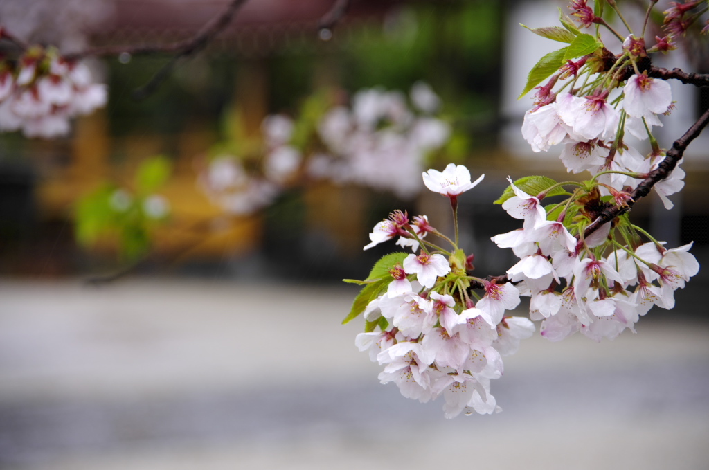 鎌倉、雨20120414_009_DA18-135