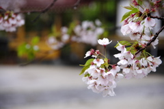鎌倉、雨20120414_009_DA18-135