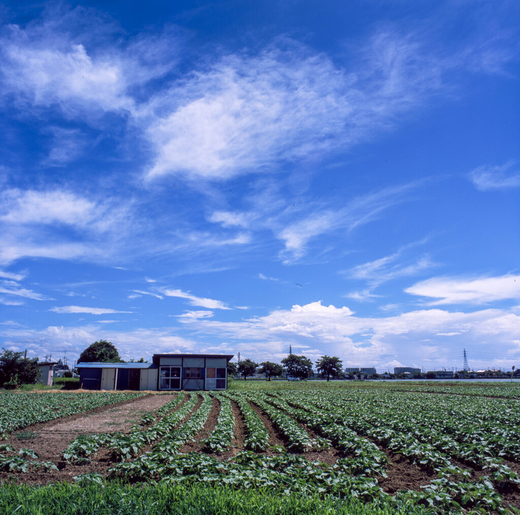 夏空 2/2