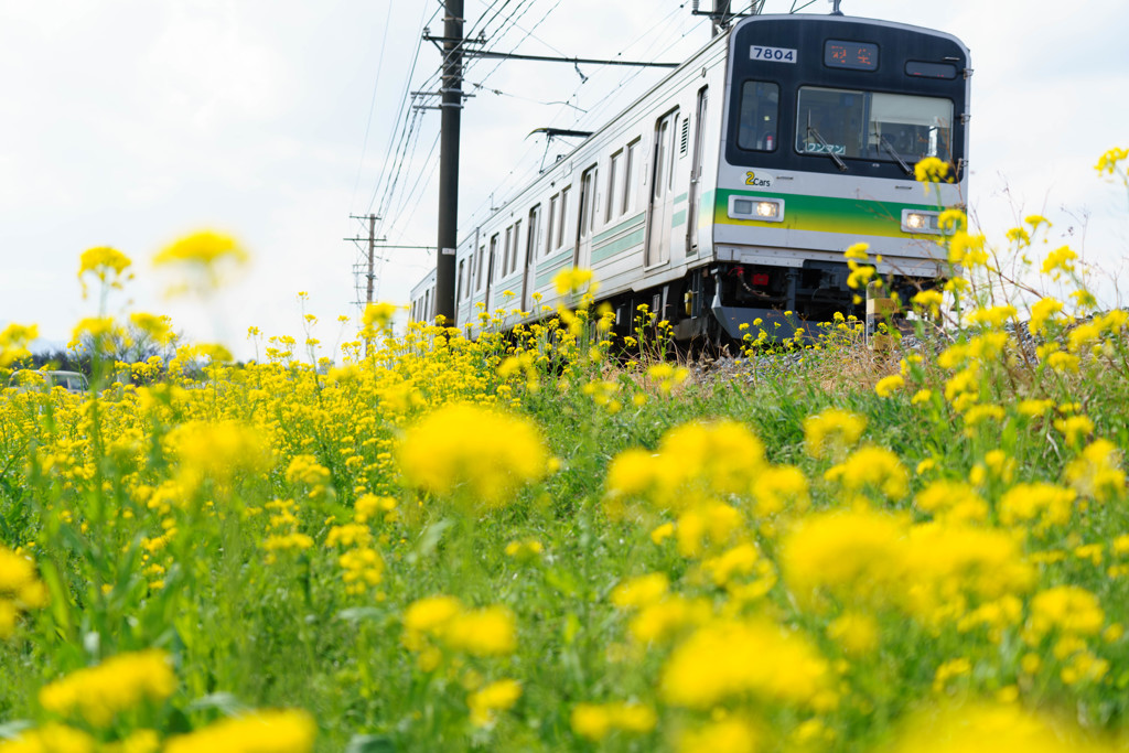 菜の花に恋して