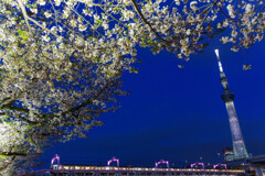 春の夜空に