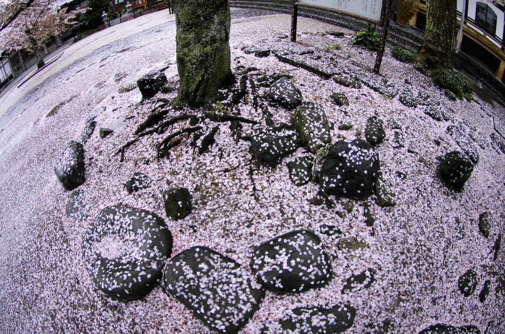 鎌倉、雨20120414_011_DAfe10-17