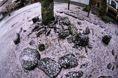 鎌倉、雨20120414_011_DAfe10-17