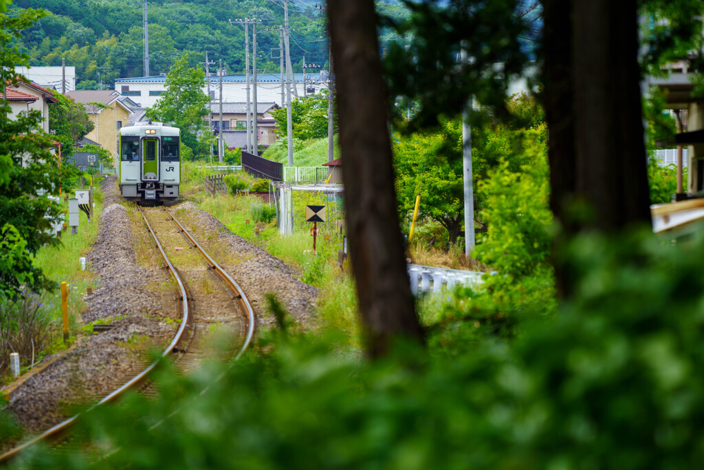 初夏の木立より