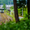 初夏の木立より