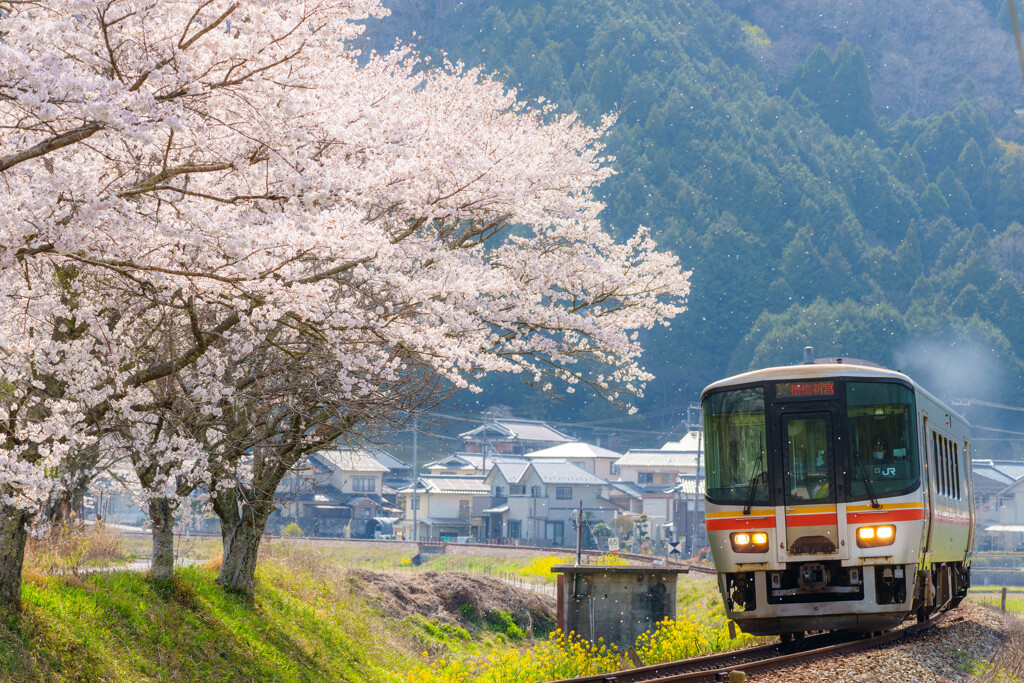 散る桜　残る桜も　散る桜