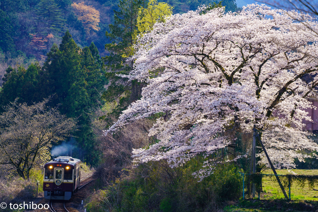 小中の桜