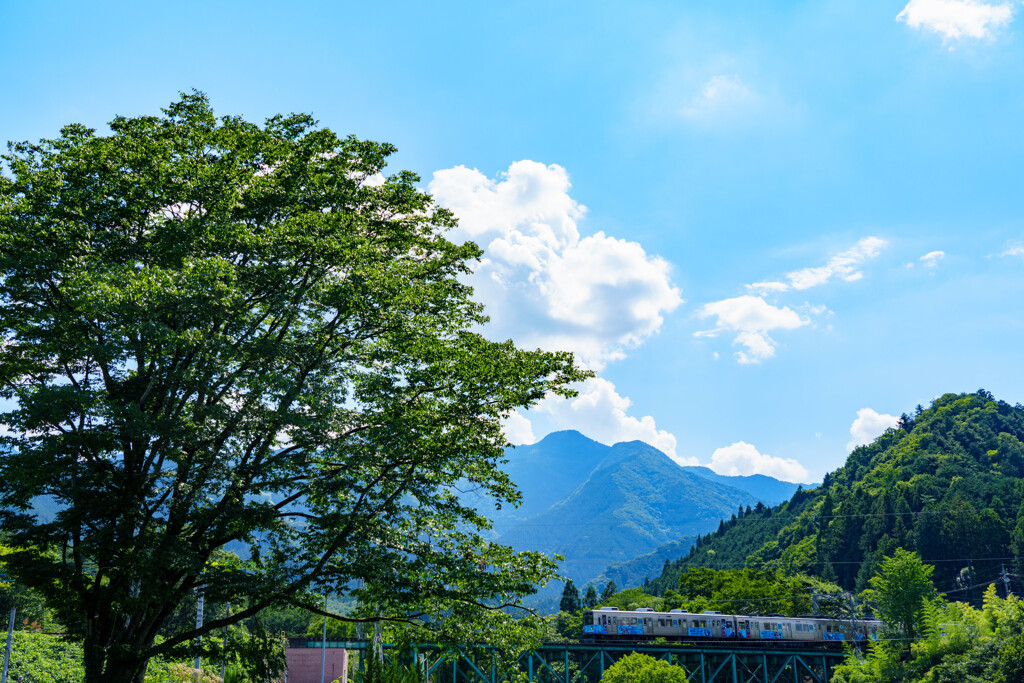 大きな栃の木の下で