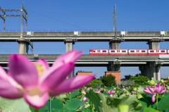 ニューシャトル