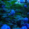 Rainy blue