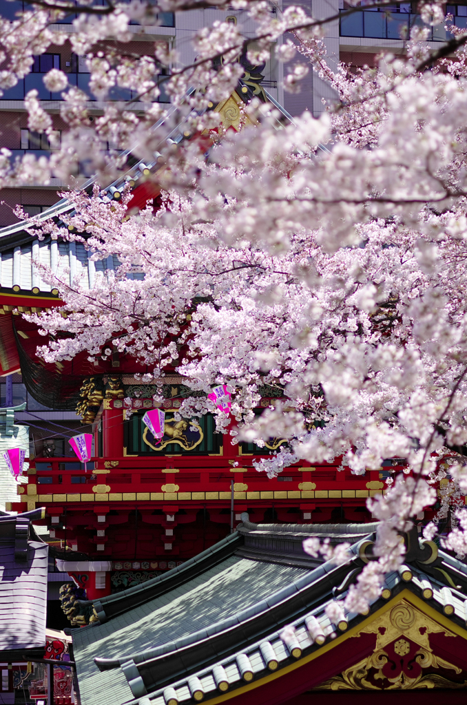 お茶の水、春20120407_001_DA70Ltd