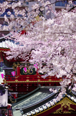 お茶の水、春20120407_001_DA70Ltd