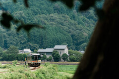 夏の木陰より