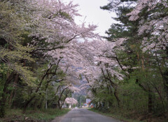 桜前線異常ナシ