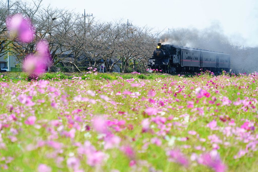 コスモス揺らす秋の風