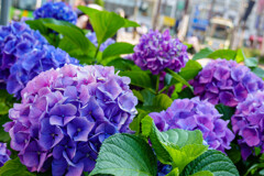 都電花便り1/3