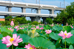 夏のかがやき