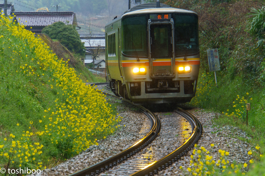 菜の花スイング