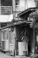 侘び寂び