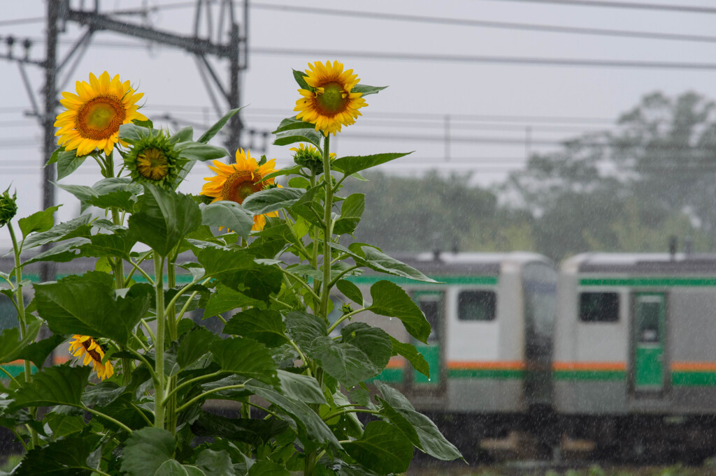 雨に濡れても