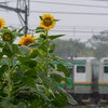雨に濡れても