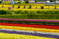 富良野花紀行