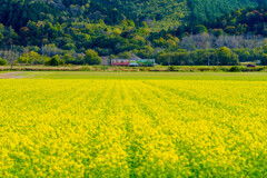 キガラシ畑の秋