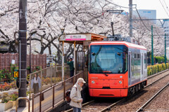 東京さくらトラム