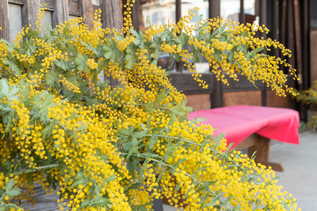 ミモザの花咲く頃は 4/5