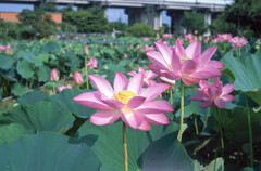 夏の朝