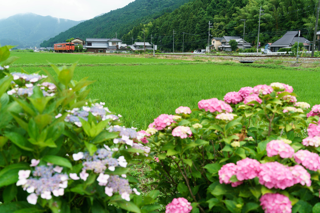 紫陽花街道