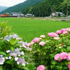 紫陽花街道