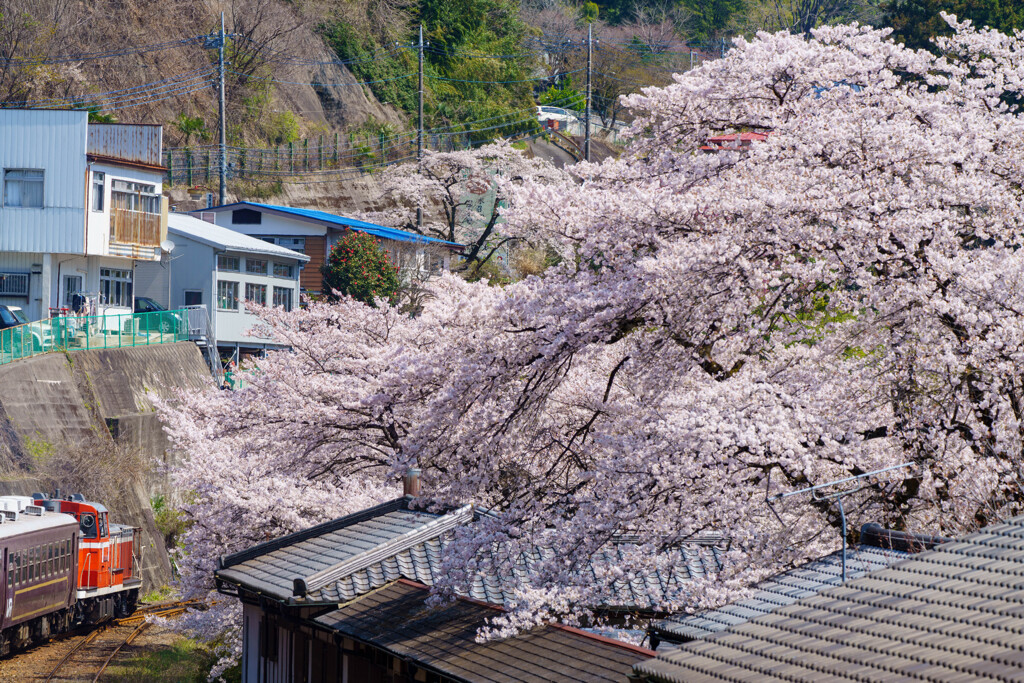 大樹に願いを