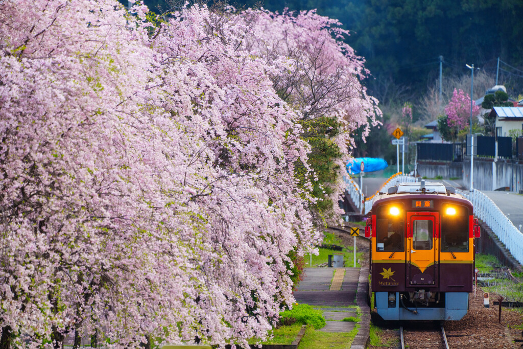 花篝り