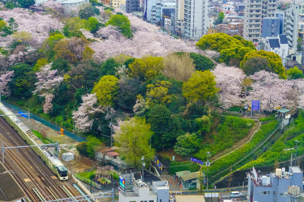 春をクルーズ