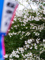 春の到着点