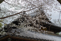 さくら咲く