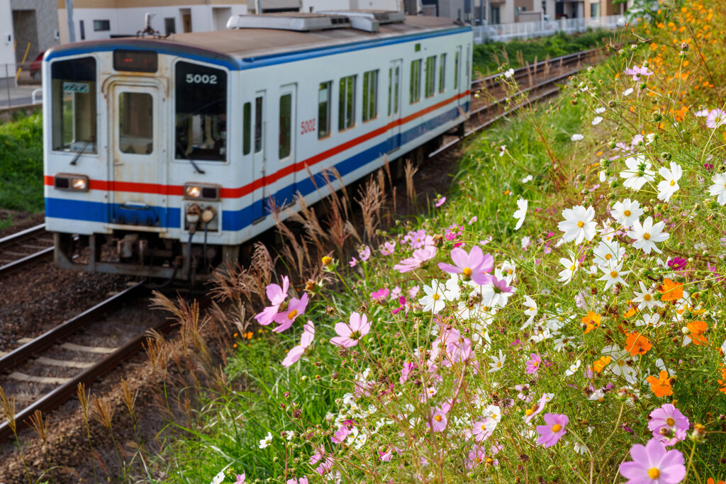 想い出秋桜