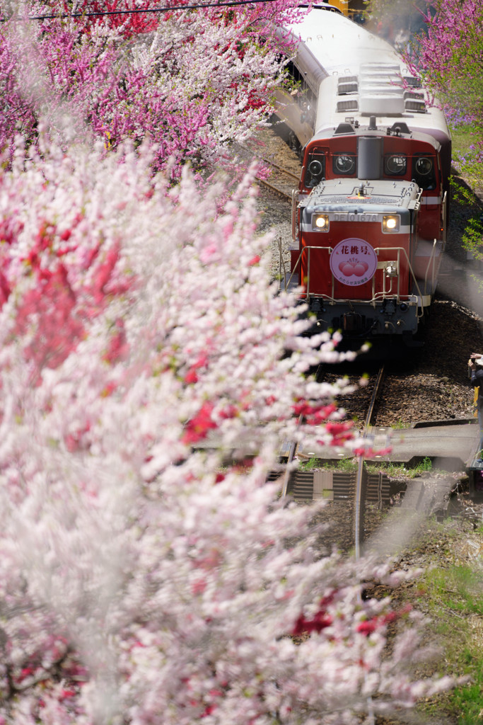 花祭り