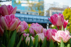 Spring has come
