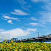 夏を追いかけて