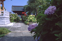 あじさいの寺、松源寺