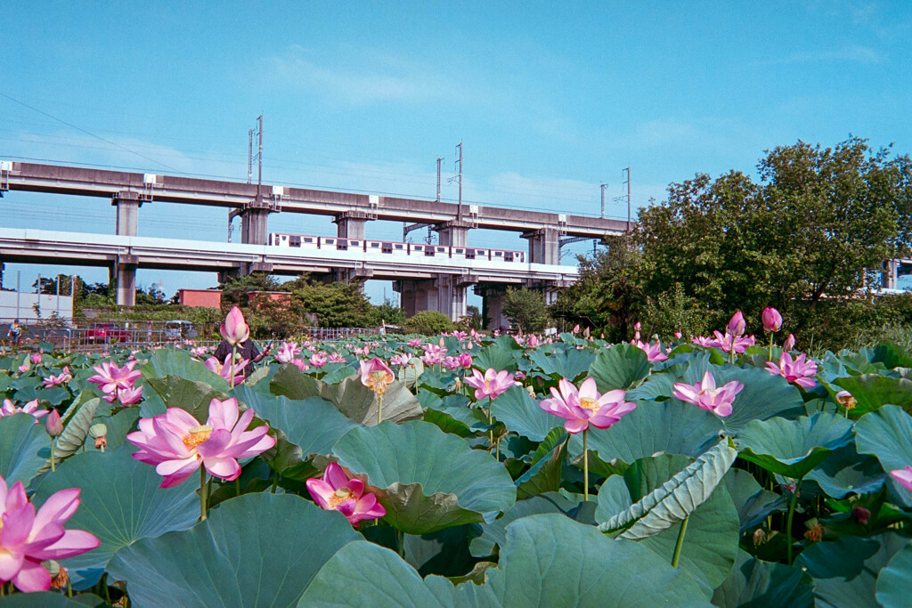 夏の宴