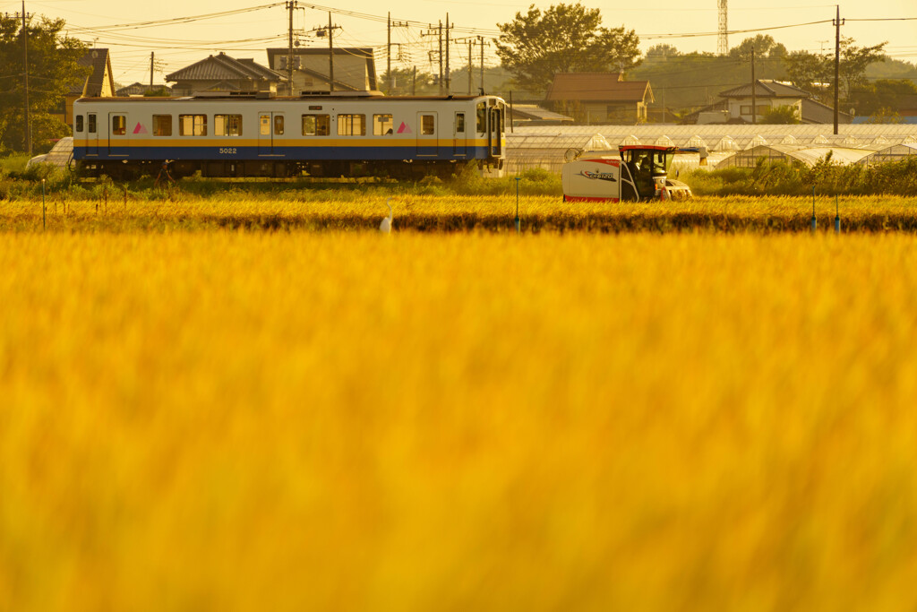 刈り入れ時