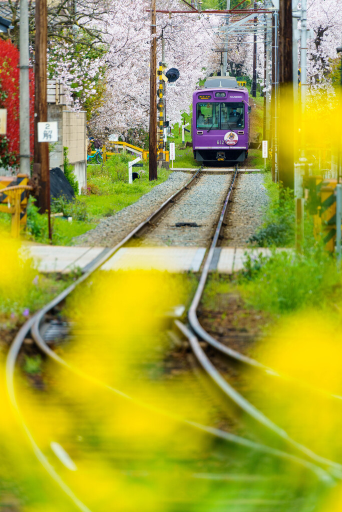 菜の花のジェラシー