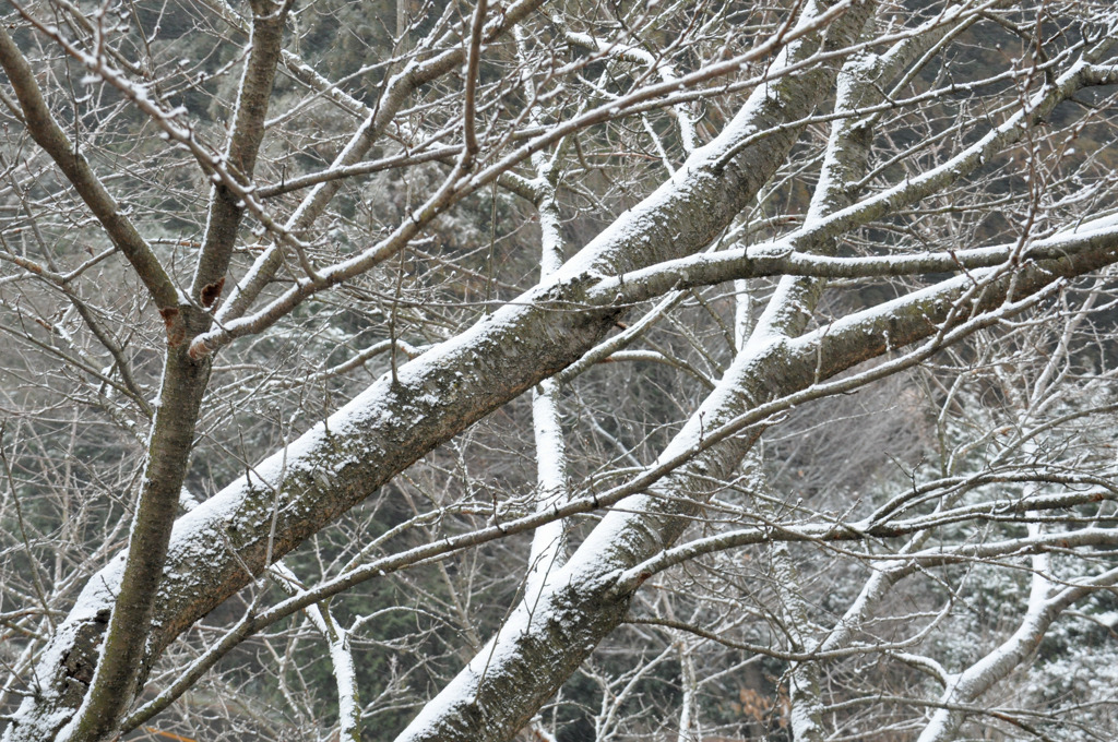 雪枝