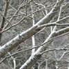 雪枝