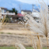 すすきのて