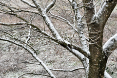 雪木