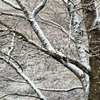 雪木